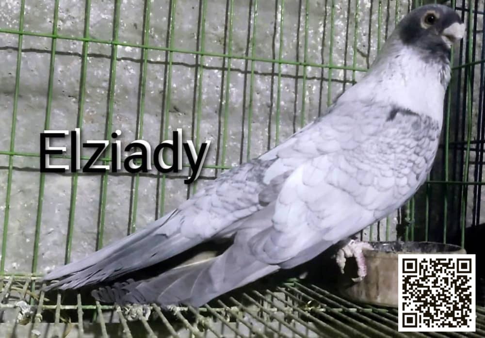 Qatqati Sabouni pigeon
