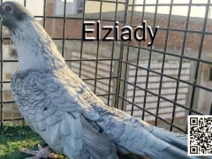 Qatqati Sabouni pigeon (2)