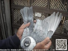 قطقاطي قشر سمك