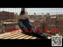 صورة سلالة الريحاني (2)