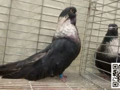 صورة سلالة الريحاني (3)