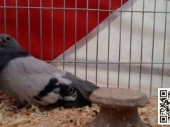 الصافي الإزازي