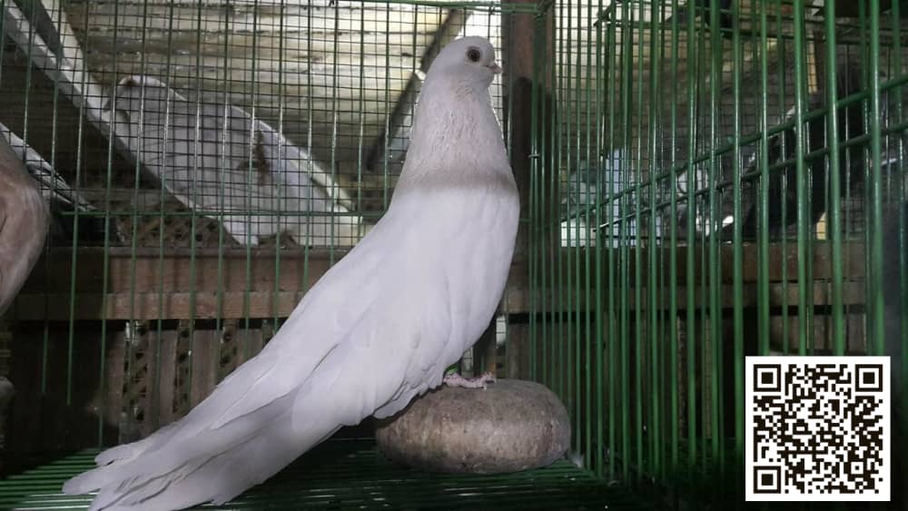 Asfar Waraq pigeon