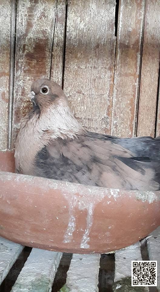 Al-Kazaghandi pigeon