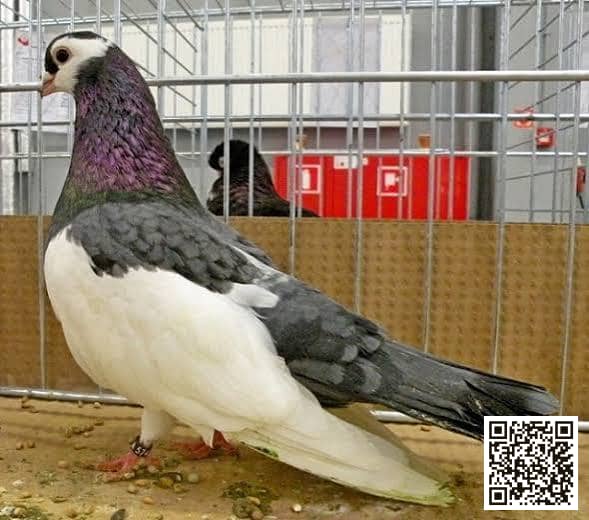 صورة سلالة أنواع العقعق (نقشة Magpie)