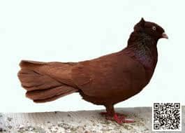 Danzig Highflier pigeon breed