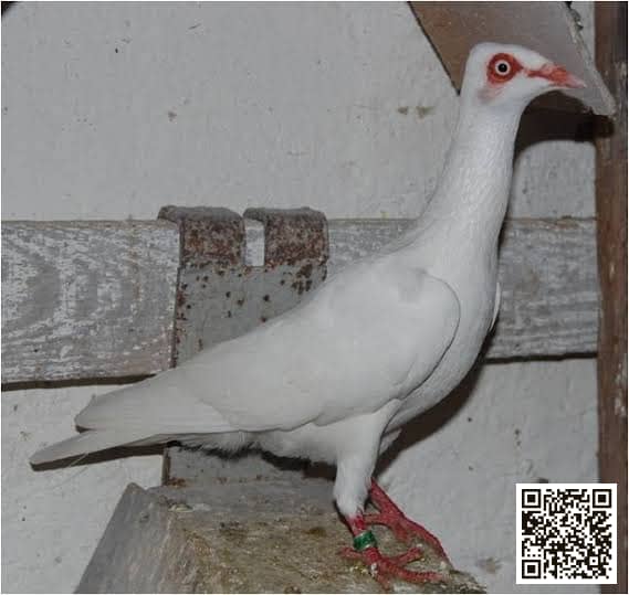 صورة سلالة هايفلاير ستralsund (Stralsund Highflier)
