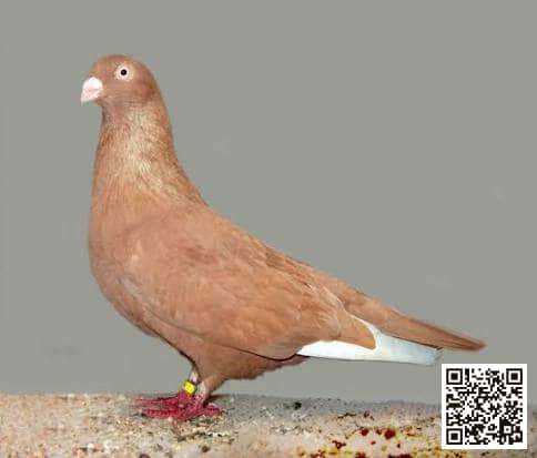 صورة سلالة هايفلاير ميميل (Memel Highflier)