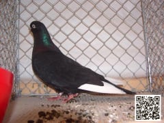 صورة سلالة هايفلاير ميميل (Memel Highflier)