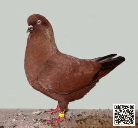 صورة سلالة الهايفلاير الهولندي (Dutch Highflier)
