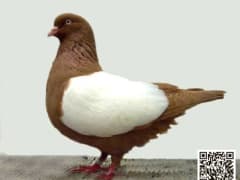 صورة سلالة الهايفلاير الهولندي (Dutch Highflier)