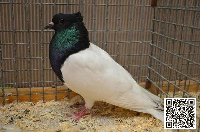 صورة سلالة زقزاق تورينجيا (Thuringian Pouter)