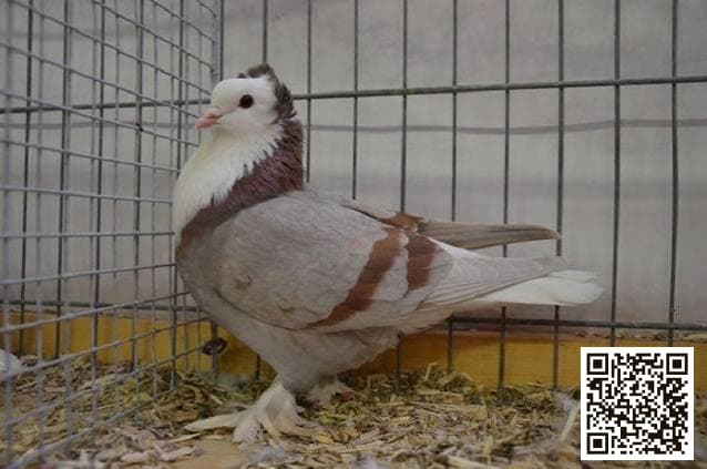 صورة سلالة ذو الصدرية البيضاء التورينجي (Thuringian White Bib)