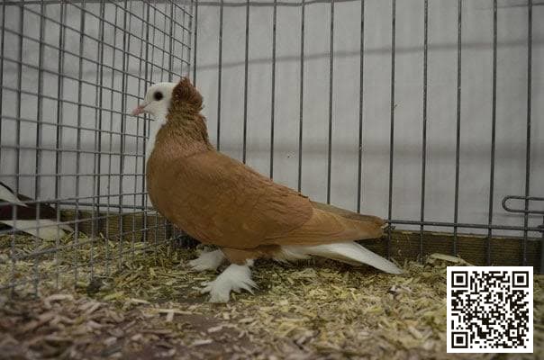 صورة سلالة ذو الرأس الأبيض التورينجي (Thuringian White Head)