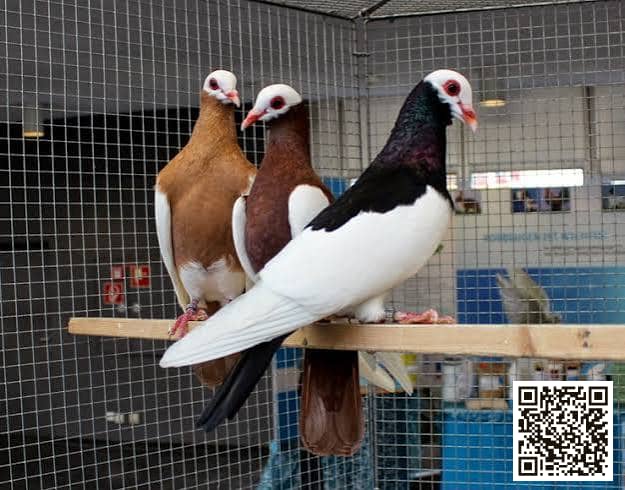 Bernhardin Magpie pigeon breed