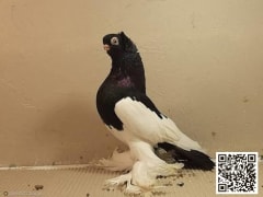 صورة سلالة شقلاب ماركيش العقعقي (Markische Magpie Tumbler)