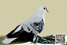 Swallow pigeon breed