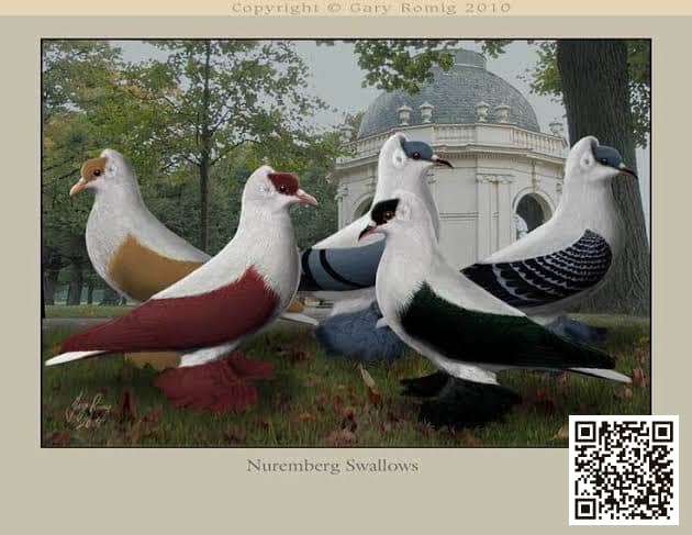 صورة سلالة سنونو نورمبرج (Nurnberg Swallow)