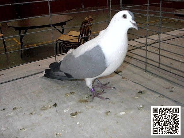 صورة سلالة سنونو نظيف الأرجل ذو الرأس/البقعة الكاملة (Clean Legged Fullhead/Spot Swallow)