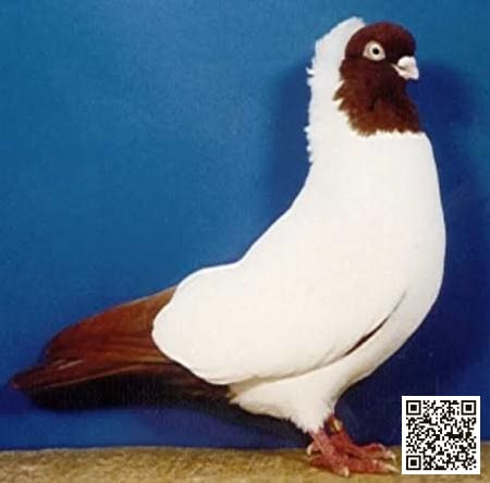 German Nun pigeon breed