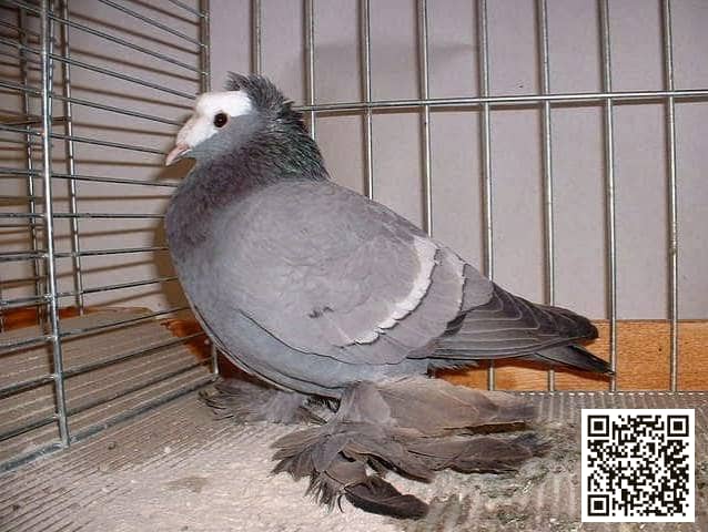 Single Crested Priest pigeon breed