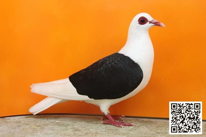 صورة سلالة درع فرانكونيا المخملي (Franconian Velvet Shield)