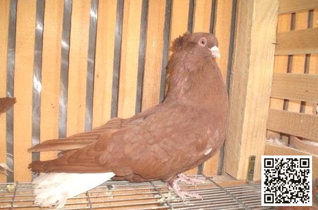 صورة سلالة الحلبي الشامي (Syrian Halabi)
