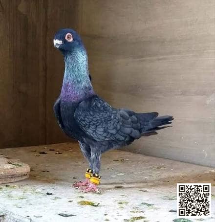 صورة سلالة الحمام الشامي السريع (Syrian Swift)