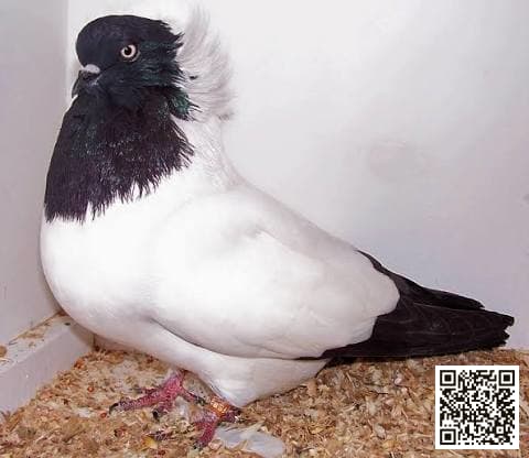 Nun pigeon breed