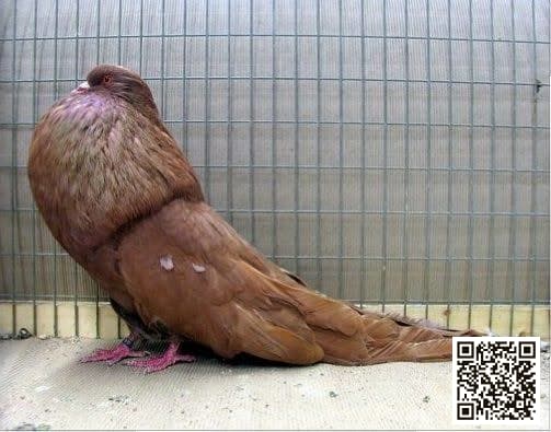 صورة سلالة النفاخ الألماني النحاسي القديم (Old German Copper Pouter)