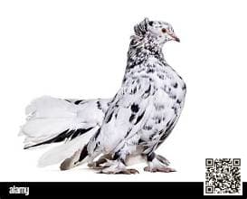 English Fantail pigeon breed