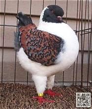 Modena pigeon breed