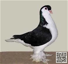 Lahore pigeon breed