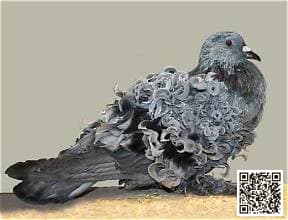 Frillback pigeon breed