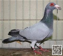 Bagdad pigeon breed