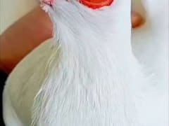 صورة سلالة الزوائد الأنفية الصيني