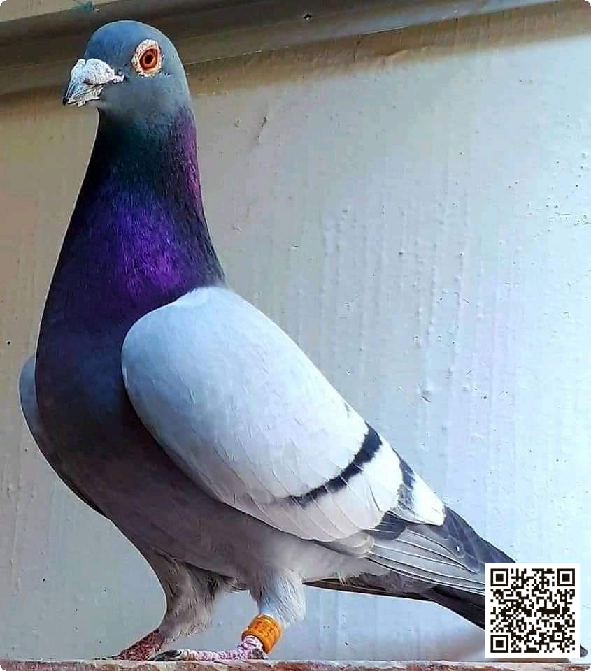 صورة سلالة حمام السباق