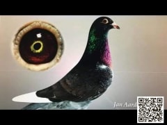 صورة سلالة يان أردن (Jan Aarden)