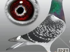 صورة سلالة يان أردن (Jan Aarden)