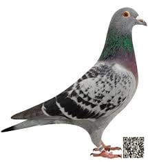 صورة سلالة ستيشلبو (Stichelbaut)