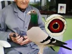 صورة سلالة فان لون (Van Loon)