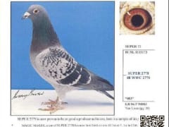 صورة سلالة فان لون (Van Loon)