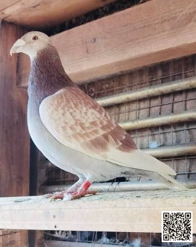 صورة سلالة يانسن (Janssen)