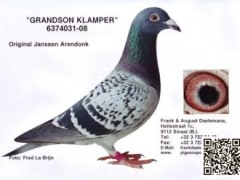 صورة سلالة يانسن (Janssen)