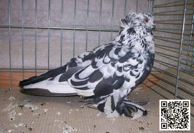 Hungarian Giant House Pigeon pigeon breed