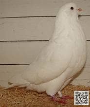 Swiss Mondain pigeon breed