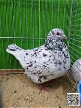 Kassel pigeon breed