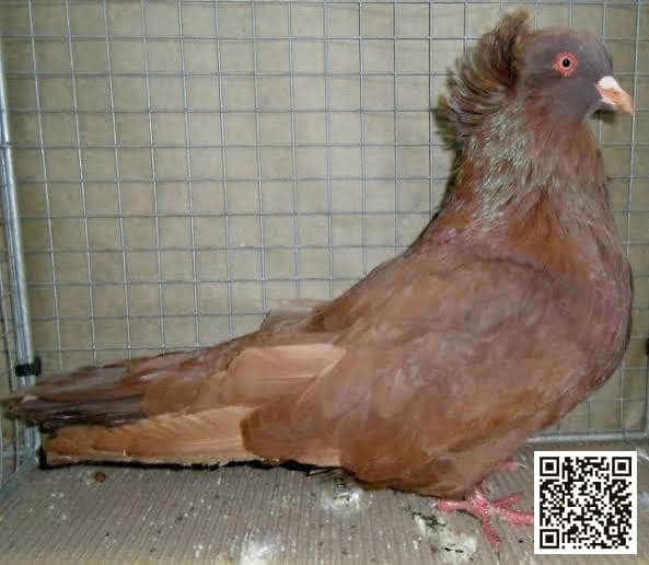 Montauban pigeon breed