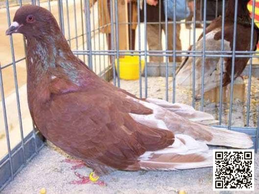 صورة سلالة رنت مايوركا العملاق (Giant Mallorquina Runt)