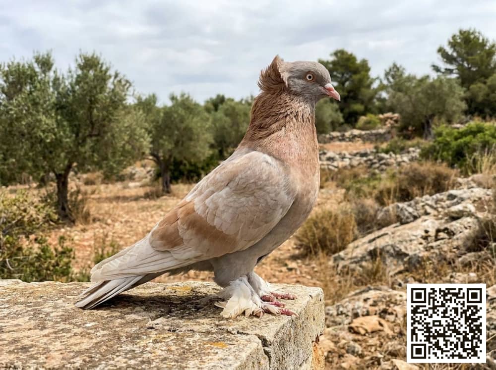 صورة سلالة رنت بيتر (Peter Runt)